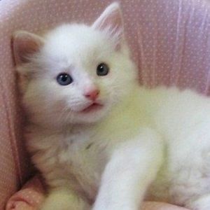 Meet your Posher, Onryo